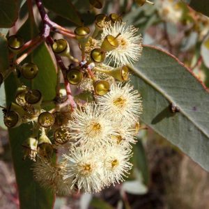 Eucalyptus Stageriana