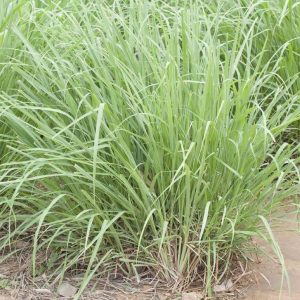 Lemongrass - Cymbopogon Citratus 10mls