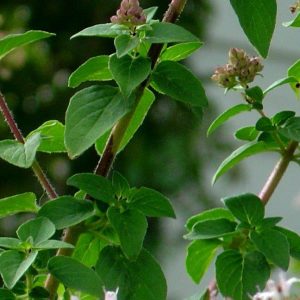 Oregano - Origanum Vulgare 10mls