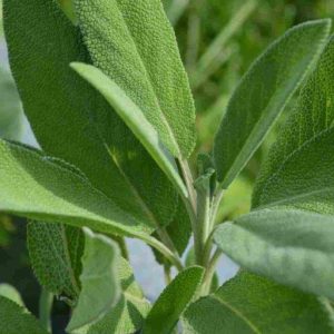 Sage - Salvia Officianalis 10mls