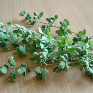 Sweet Marjoram Origanum Majorana 10mls