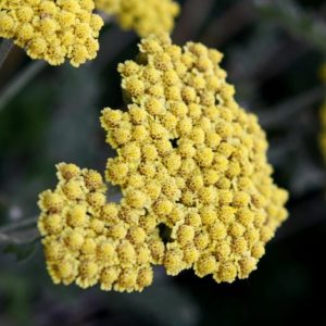 Yarrow - Achillea Millefolium 10mls Sweet, Soothing & Relaxing