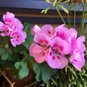 Geranium - Pelargonium Graveolens