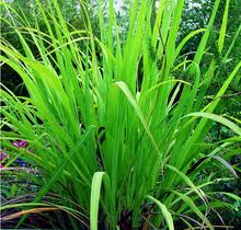 Palmarosa  Cymbopogon Martinii Roxb.var Martinii 10mls