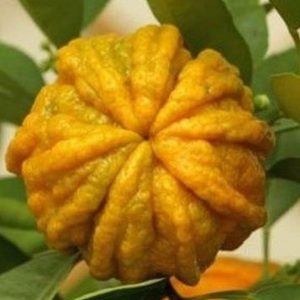 Petitgrain Citrus Aurantium Var. Amara 10mls