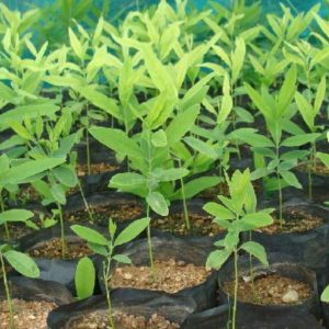 Sandalwood - Santalum Album 5 mls (Indian )