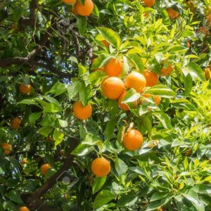 Orange Sweet - Citrus Aurantium Var. Dulcis 10mls
